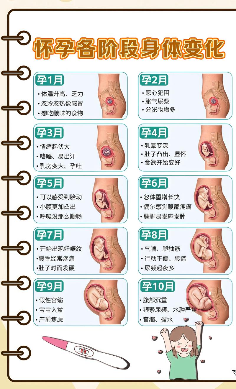 揭秘供卵代孕妈妈怀孕小腹分两节，孕期变化的奥秘黄石代生机构: